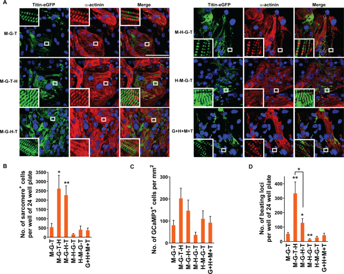 Stoichiometric Optimization Of Gata4 Hand2 Mef2c And Tbx5 Expression For Contractile Cardiomyocyte Reprogramming Scientific Reports