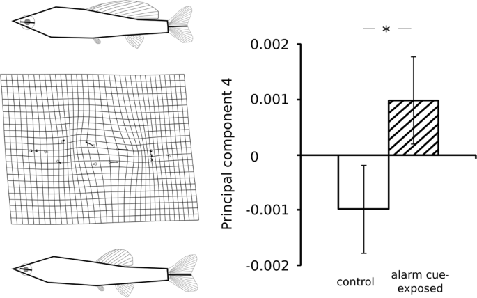 Predation risk induces age- and sex-specific morphological plastic  responses in the fathead minnow Pimephales promelas