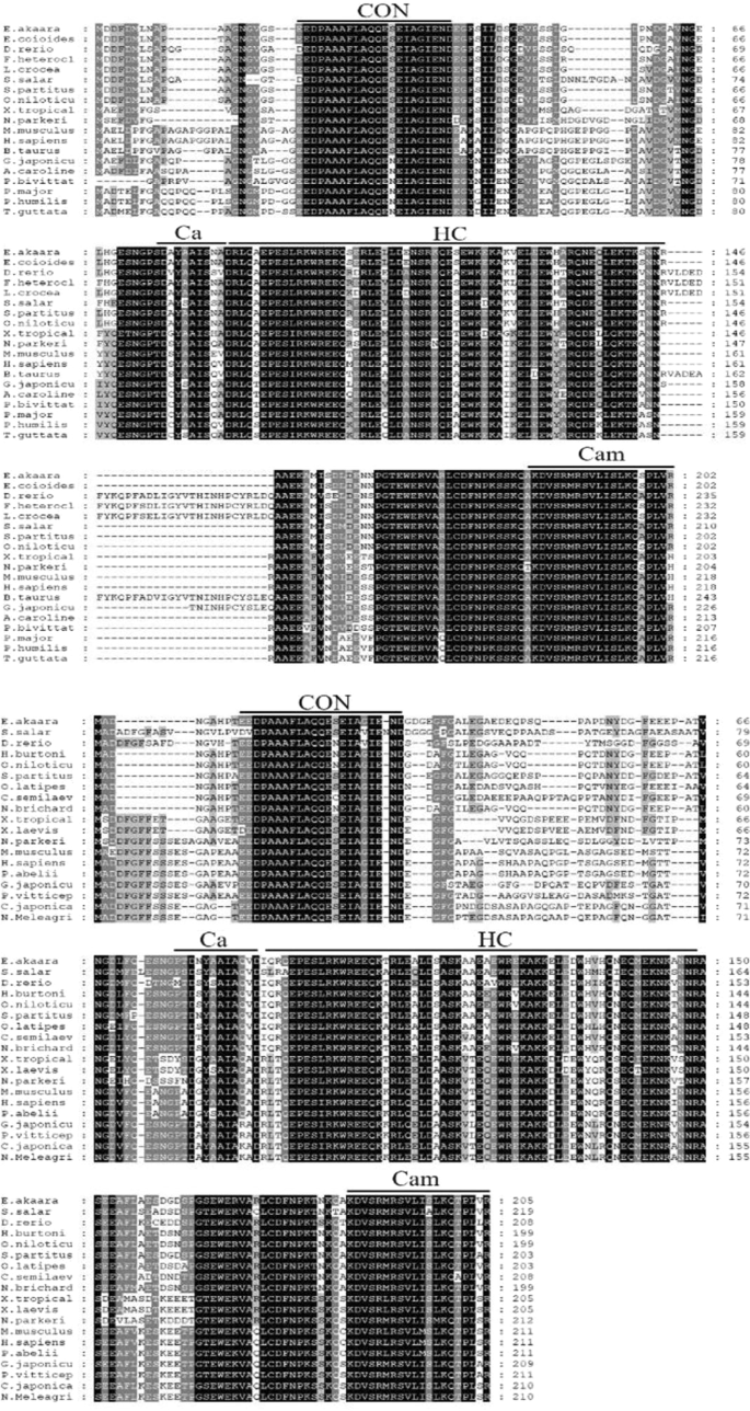 The Roles Of Grouper Clathrin Light Chains In Regulating The Infection Of A Novel Marine Dna Virus Singapore Grouper Iridovirus Scientific Reports