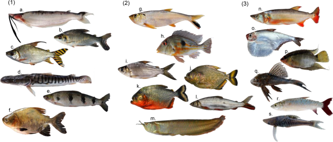 Floodplain land cover affects biomass distribution of fish functional  diversity in the  River