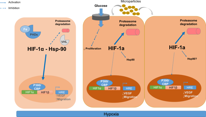 Mechanism And Consequences Of The Impaired Hif 1a Response To Hypoxia In Human Proximal Tubular Hk 2 Cells Exposed To High Glucose Scientific Reports