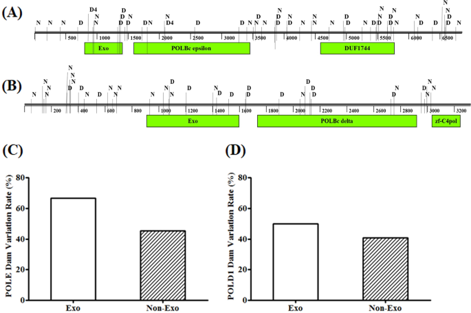 Comprehensive analysis of POLE and POLD1 Gene Variations identifies cancer  patients potentially benefit from immunotherapy in Chinese population |  Scientific Reports