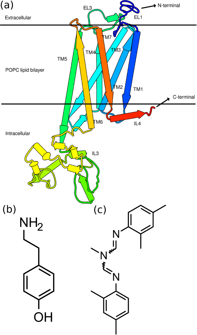 Ligand Induced Conformational Dynamics Of A Tyramine Receptor From Sitophilus Oryzae Scientific Reports Ligand Induced Conformational Dynamics Of A Tyramine Receptor From Sitophilus Oryzae Scientific Reports