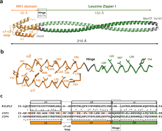 Structural Characterization Of The Rh1 Lzi Tandem Of Jip3 4 Highlights Rh1 Domains As A Cytoskeletal Motor Binding Motif Scientific Reports