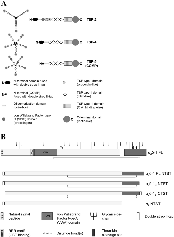 Direct Gabapentin Insensitive Interaction Of A Soluble Form Of The Calcium Channel Subunit A 2 D 1 With Thrombospondin 4 Scientific Reports