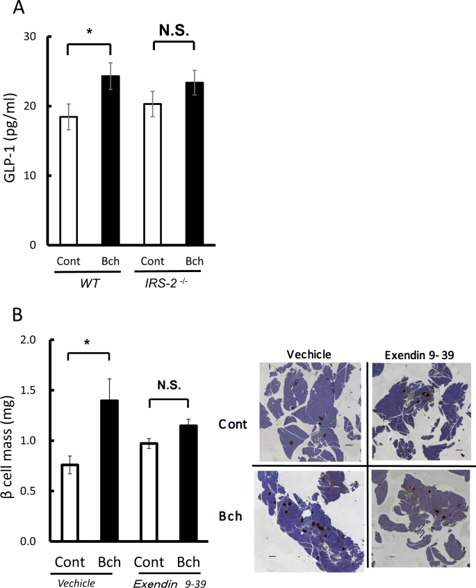 The Beneficial Effects Of A Muscarinic Agonist On Pancreatic B Cells Scientific Reports
