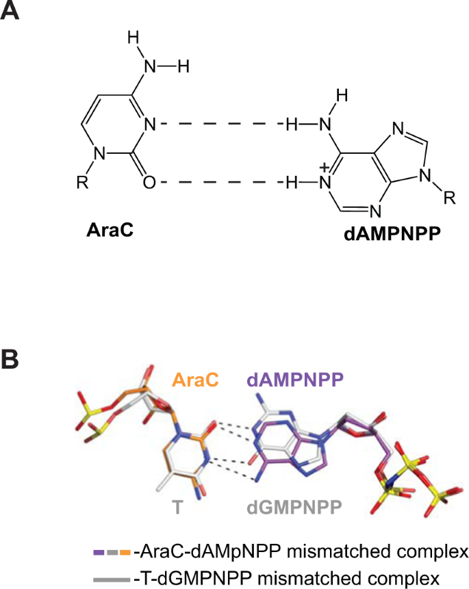 Structural insights into mutagenicity of anticancer nucleoside analog  cytarabine during replication by DNA polymerase η | Scientific Reports