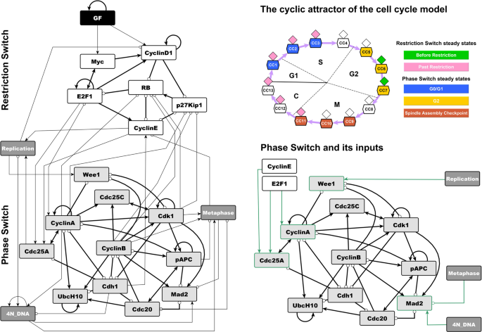 A Feedback Loop Of Conditionally Stable Circuits Drives The Cell Cycle From Checkpoint To Checkpoint Scientific Reports