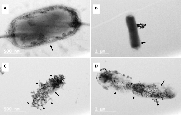 Silver Coated Magnetic Nanocomposites Induce Growth Inhibition And Protein Changes In Foodborne Bacteria Scientific Reports Silver Coated Magnetic Nanocomposites Induce Growth Inhibition And Protein Changes In Foodborne Bacteria Scientific Reports