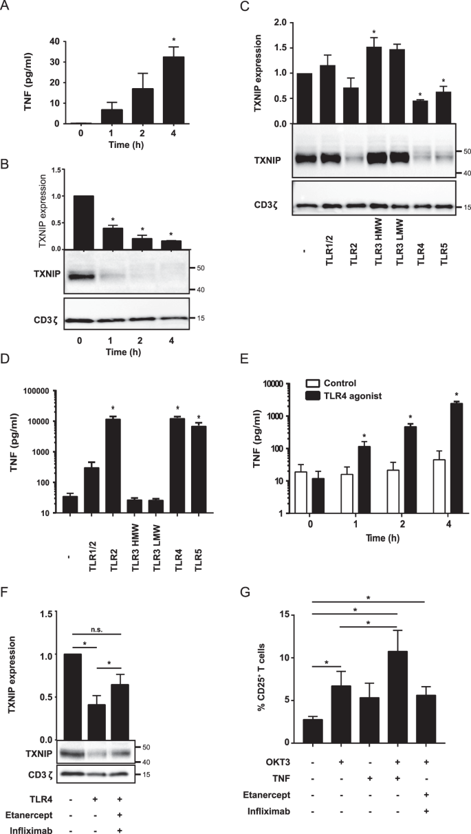 Tumor Necrosis Factor Induces Rapid Down Regulation Of Txnip In Human T Cells Scientific Reports