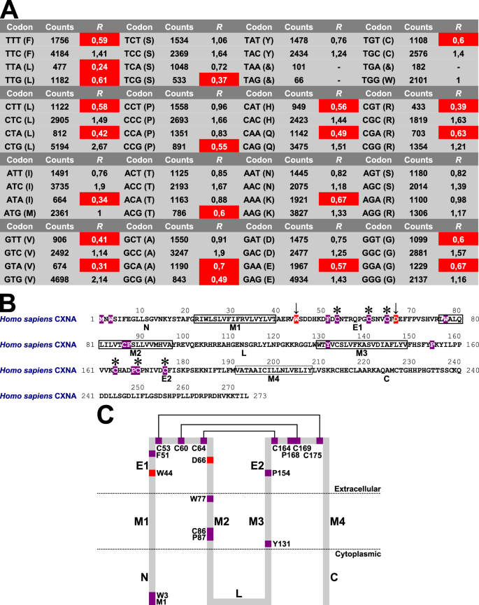 Comparative Genomic Analysis Of Eutherian Connexin Genes Scientific Reports