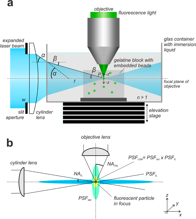 Deconvolution of light sheet microscopy recordings | Scientific Reports