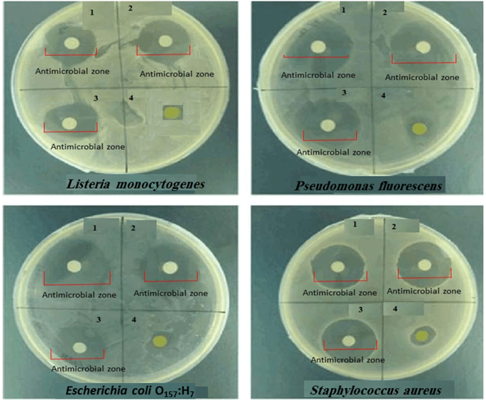Antimicrobial Activity Of Titanium Dioxide And Zinc Oxide Nanoparticles Supported In 4a Zeolite And Evaluation The Morphological Characteristic Scientific Reports