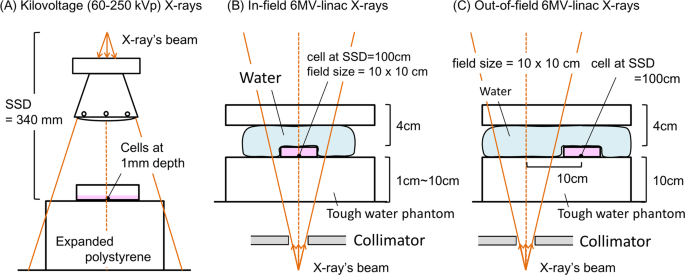 Track Structure Study For Energy Dependency Of Electrons And X Rays On Dna Double Strand Break Induction Scientific Reports Track Structure Study For Energy Dependency Of Electrons And X Rays On Dna Double Strand Break Induction Scientific Reports