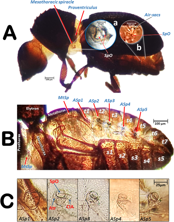 Revealing The Respiratory System Of The Coffee Berry Borer Hypothenemus Hampei Coleoptera Curculionidae Scolytinae Using Micro Computed Tomography Scientific Reports Revealing The Respiratory System Of The Coffee Berry Borer Hypothenemus Hampei Coleoptera Curculionidae Scolytinae Using Micro Computed Tomography Scientific Reports