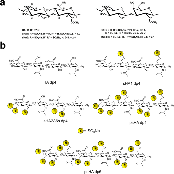 Dual Action Of Sulfated Hyaluronan On Angiogenic Processes In Relation To Vascular Endothelial Growth Factor A Scientific Reports