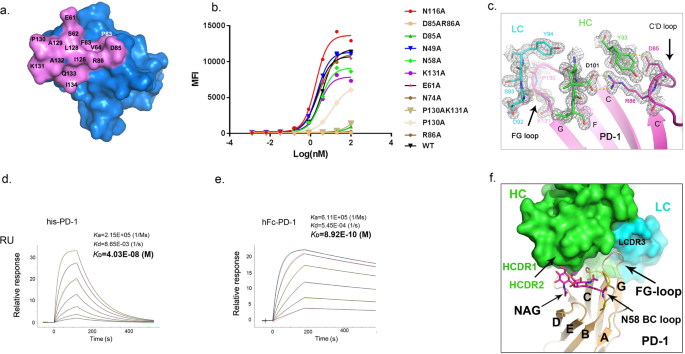 Study Of The Interactions Of A Novel Monoclonal Antibody Mab059c With The Hpd 1 Receptor Scientific Reports