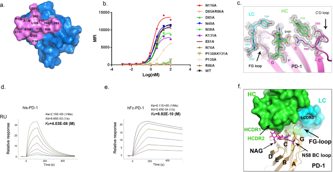 Study Of The Interactions Of A Novel Monoclonal Antibody Mab059c With The Hpd 1 Receptor Scientific Reports Study Of The Interactions Of A Novel Monoclonal Antibody Mab059c With The Hpd 1 Receptor Scientific Reports
