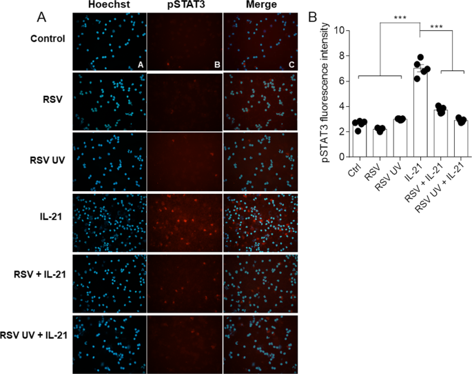 Respiratory Syncytial Virus Reduces Stat3 Phosphorylation In Human Memory Cd8 T Cells Stimulated With Il 21 Scientific Reports