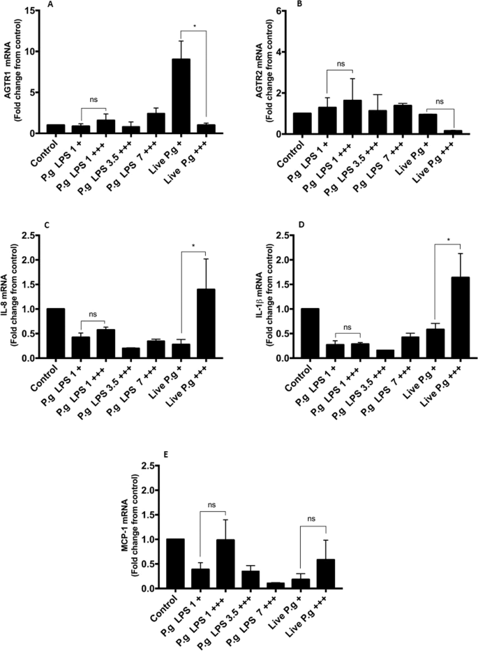 Repeated Porphyromonas Gingivalis W Exposure Leads To Release Pro Inflammatory Cytokynes And Angiotensin Ii In Coronary Artery Endothelial Cells Scientific Reports