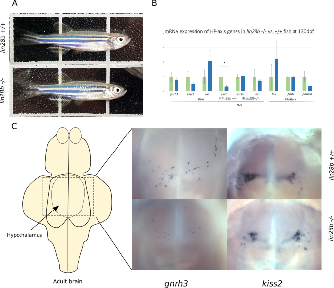 figure4