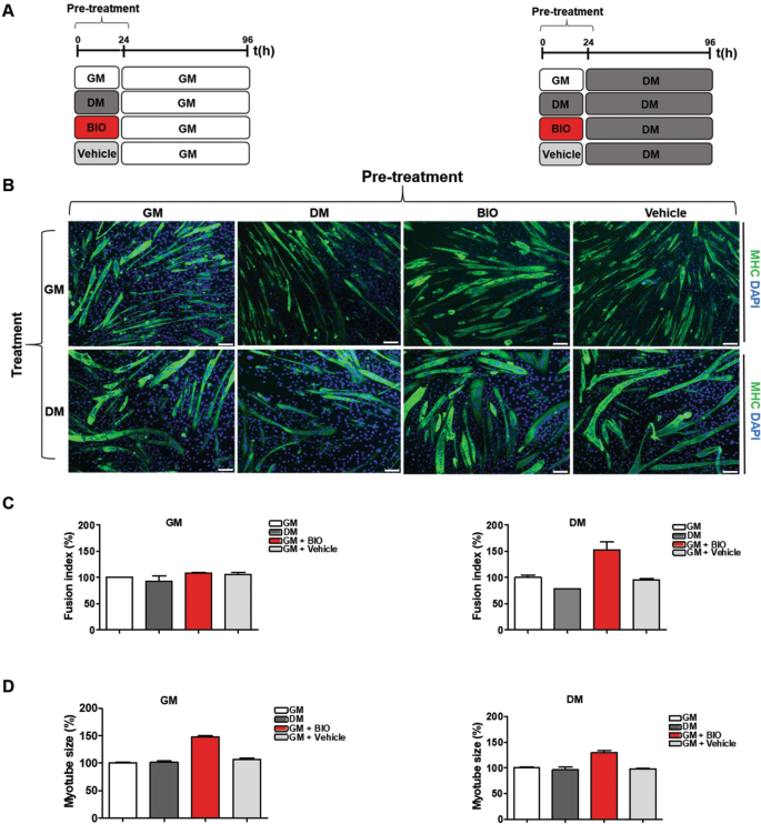 6 Bromoindirubin 3 Oxime Intercepts Gsk3 Signaling To Promote And Enhance Skeletal Muscle Differentiation Affecting Mir 6 Expression In Mice Scientific Reports
