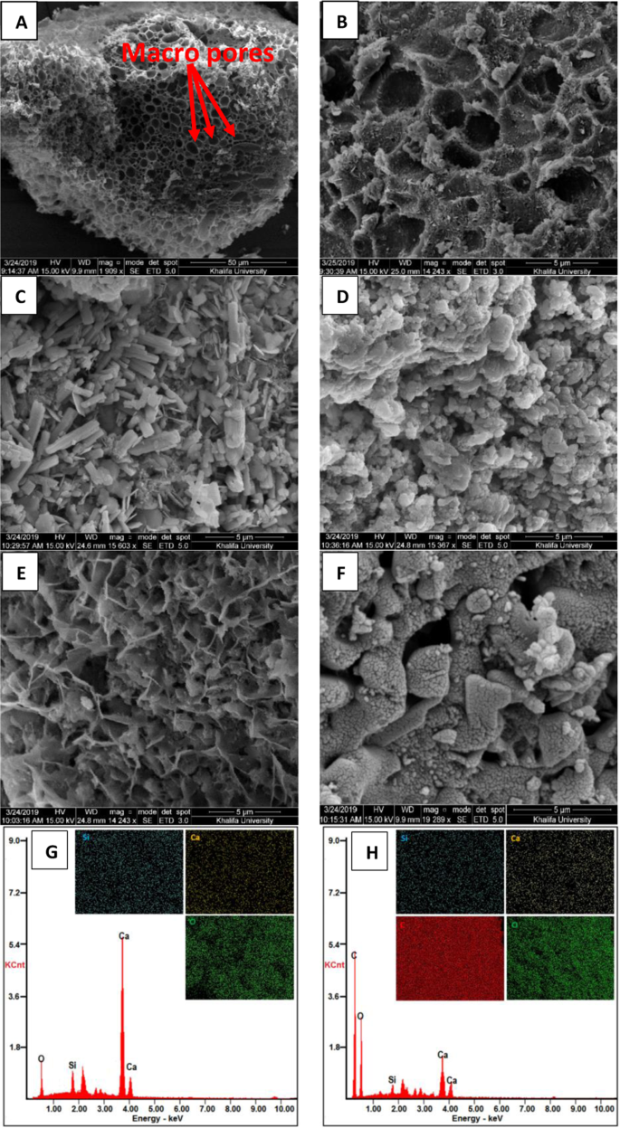 Sustainable Synthesis Of Graphene Based Adsorbent Using Date Syrup Scientific Reports