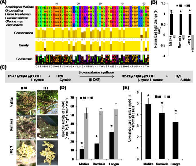 Cyanide Produced With Ethylene By Acs And Its Incomplete Detoxification By B Cas In Mango Inflorescence Leads To Malformation Scientific Reports Cyanide Produced With Ethylene By Acs And Its Incomplete Detoxification By B Cas In Mango Inflorescence Leads To Malformation Scientific Reports