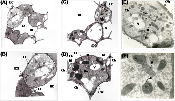 Cyanide Produced With Ethylene By Acs And Its Incomplete Detoxification By B Cas In Mango Inflorescence Leads To Malformation Scientific Reports Cyanide Produced With Ethylene By Acs And Its Incomplete Detoxification By B Cas In Mango Inflorescence Leads To Malformation Scientific Reports