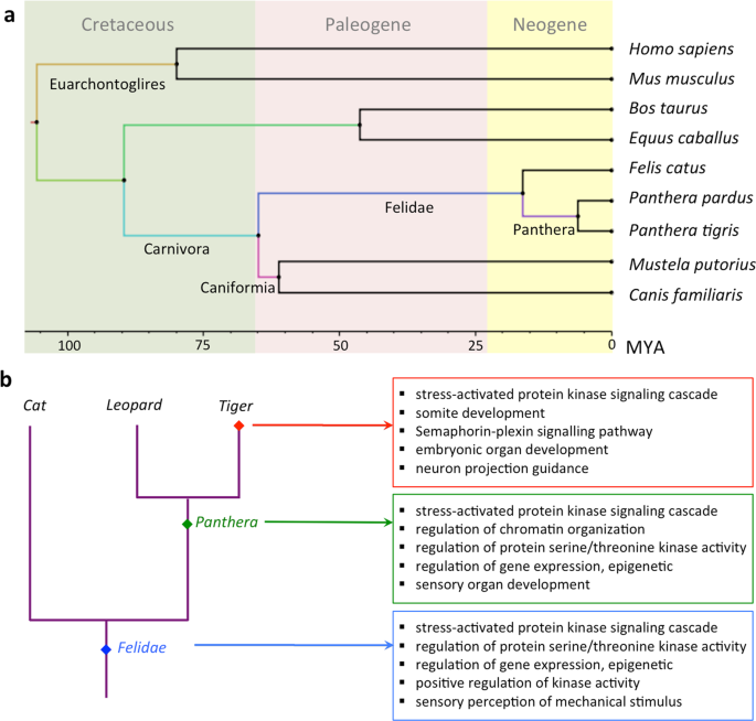 Comparative Analysis Of Corrected Tiger Genome Provides Clues To Its Neuronal Evolution Scientific Reports