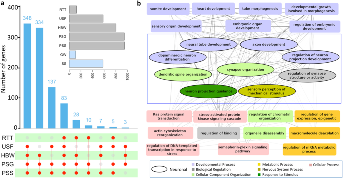 Comparative Analysis Of Corrected Tiger Genome Provides Clues To Its Neuronal Evolution Scientific Reports