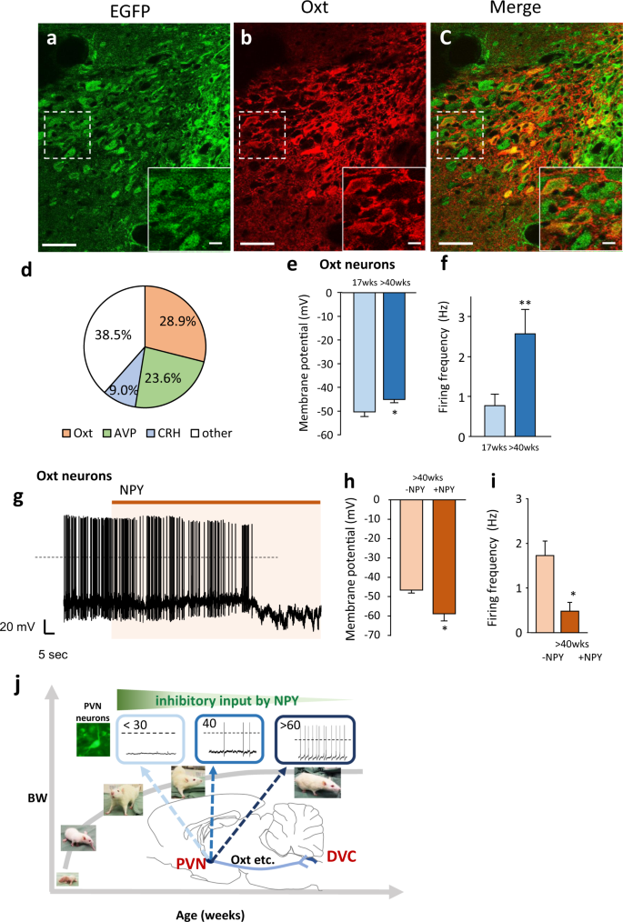 TrkB-expressing paraventricular hypothalamic neurons suppress