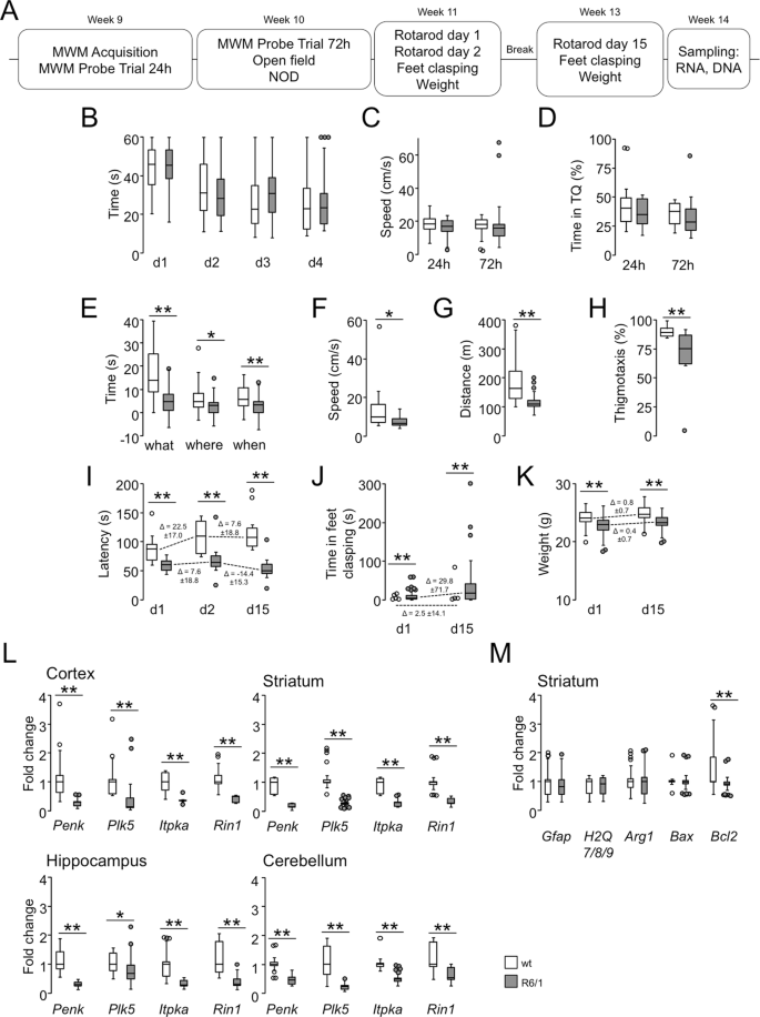 Continuous and Periodic Expansion of Cag Repeats in Huntington s Disease R6 1 Mice