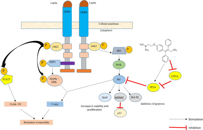 Modulation Of The Leptin Receptors Expression In Breast Cancer Cell Lines Exposed To Leptin And Tamoxifen Scientific Reports