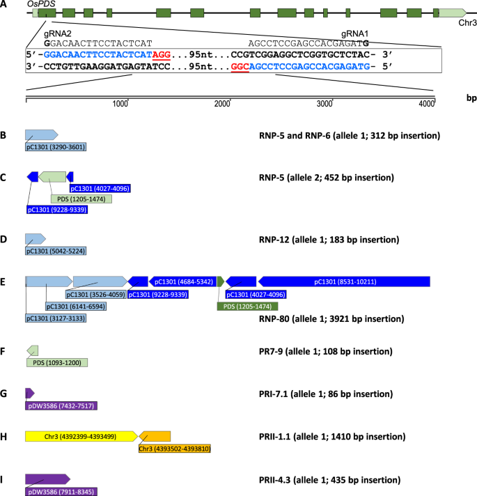 High Frequency Random Dna Insertions Upon Co Delivery Of Crispr Cas9 Ribonucleoprotein And Selectable Marker Plasmid In Rice Scientific Reports