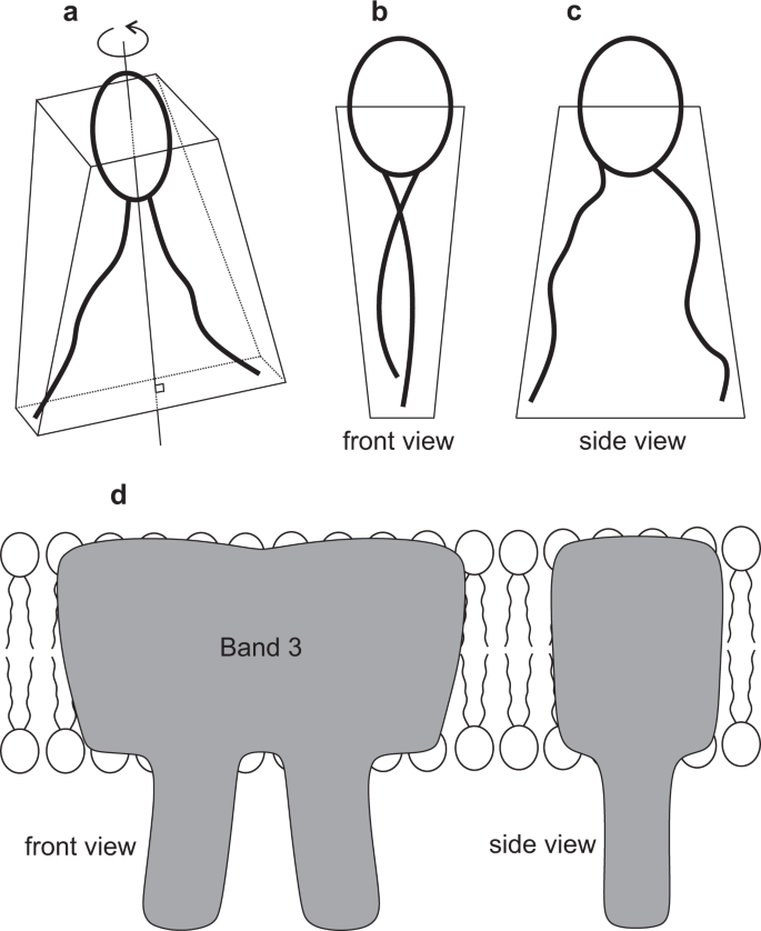 Normal Red Blood Cells Shape Stabilized By Membrane S In Plane Ordering Scientific Reports