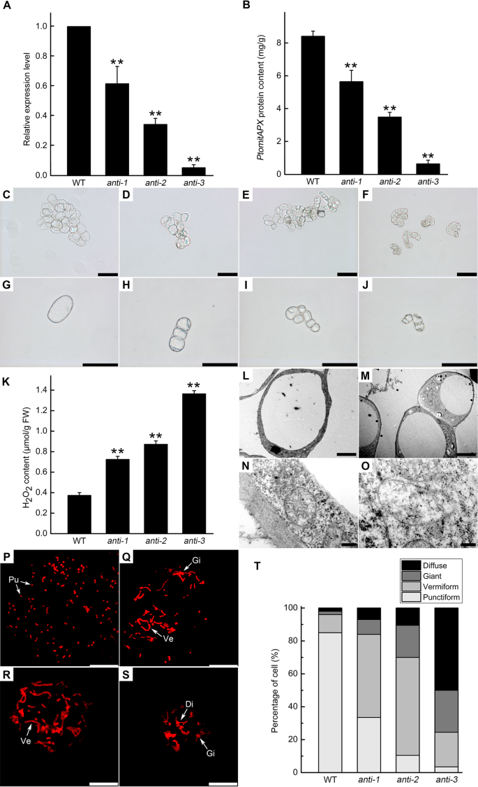 Ptomtapx A Mitochondrial Ascorbate Peroxidase Plays An Important Role In Maintaining The Redox Balance Of Populus Tomentosa Carr Scientific Reports