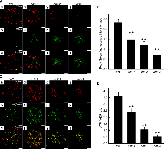 Ptomtapx A Mitochondrial Ascorbate Peroxidase Plays An Important Role In Maintaining The Redox Balance Of Populus Tomentosa Carr Scientific Reports Ptomtapx A Mitochondrial Ascorbate Peroxidase Plays An Important Role In Maintaining The Redox Balance Of Populus Tomentosa Carr Scientific Reports