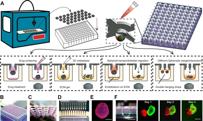 A 3d Printed Hanging Drop Dripper For Tumor Spheroids Analysis Without Recovery Scientific Reports