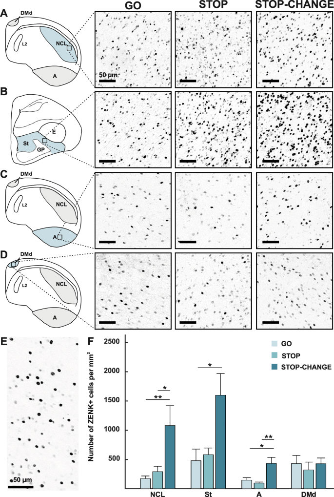 Immediate Early Gene Fingerprints Of Multi Component Behaviour Scientific Reports