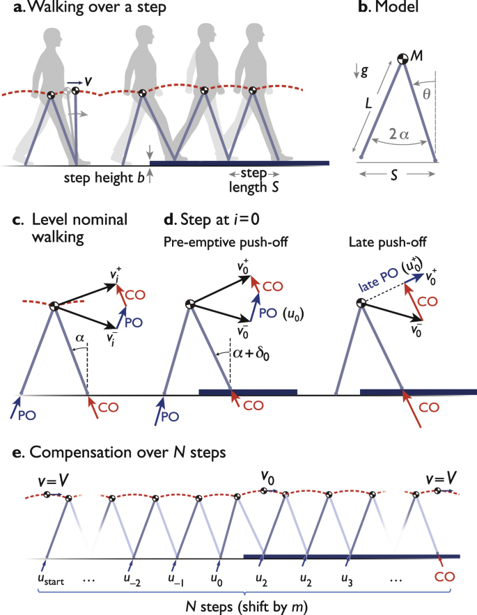 Anticipatory Control of Momentum for Bipedal Walking on Uneven Terrain |  Scientific Reports