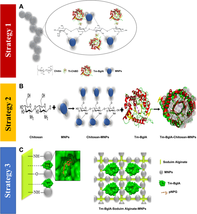 Immobilization Of B Glucosidase From Thermatoga Maritima On Chitin Functionalized Magnetic Nanoparticle Via A Novel Thermostable Chitin Binding Domain Scientific Reports