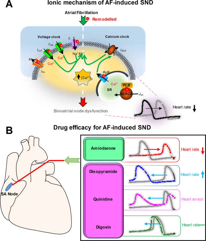 In silico study of the effects of anti-arrhythmic drug treatment on  sinoatrial node function for patients with atrial fibrillation | Scientific  Reports