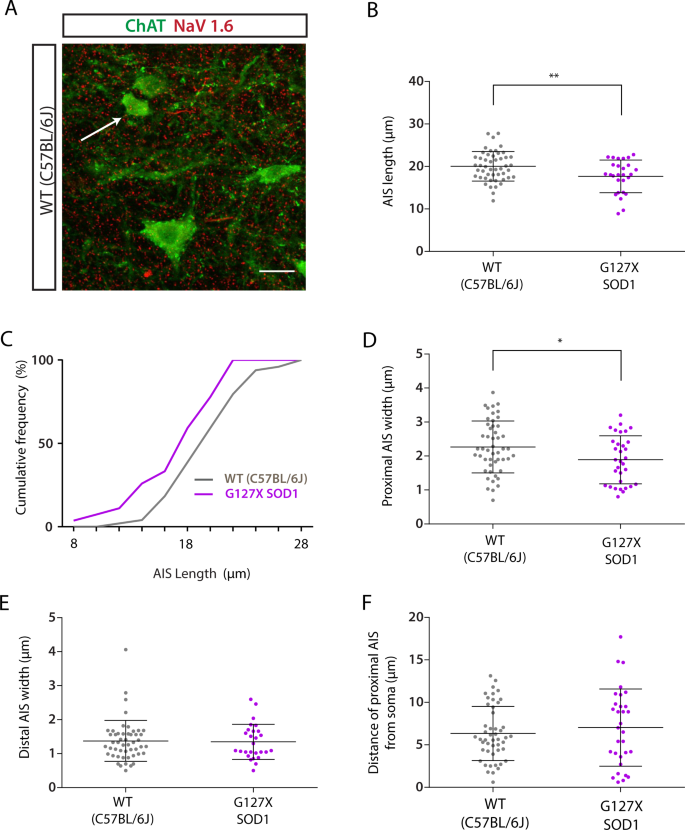 Shorter Axon Initial Segments Do Not Cause Repetitive Firing Impairments In The Adult Presymptomatic G127x Sod 1 Amyotrophic Lateral Sclerosis Mouse Scientific Reports