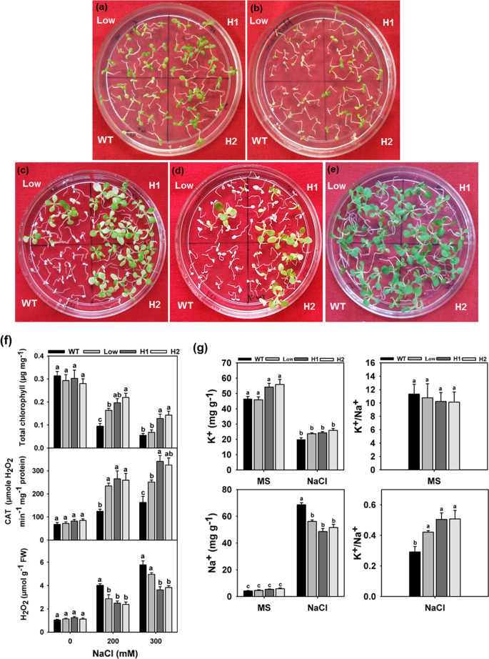 A Cbl Interacting Protein Kinase Adcipk5 Confers Salt And Osmotic Stress Tolerance In Transgenic Tobacco Scientific Reports