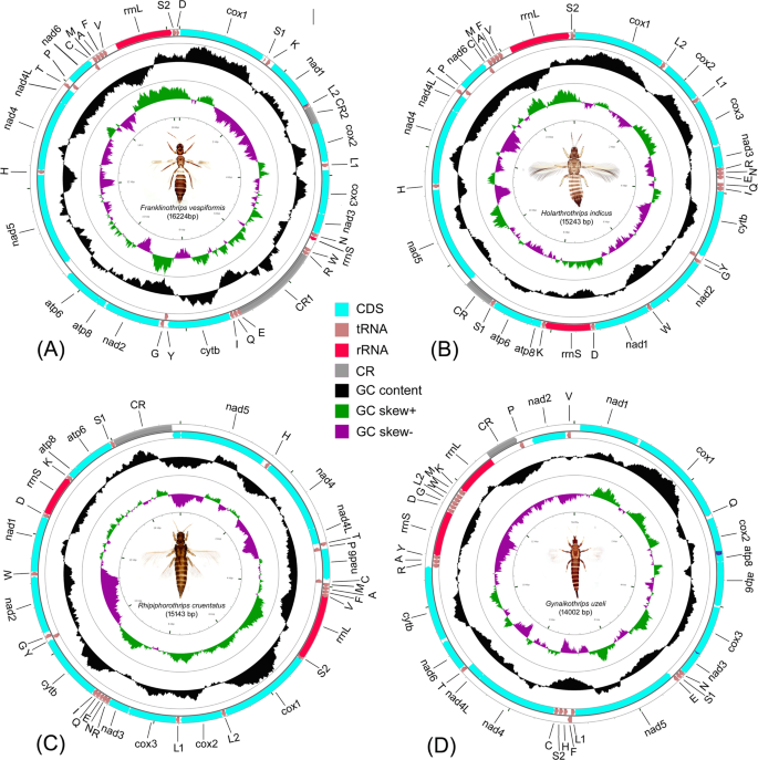 Rearrangement And Evolution Of Mitochondrial Genomes In Thysanoptera Insecta Scientific Reports
