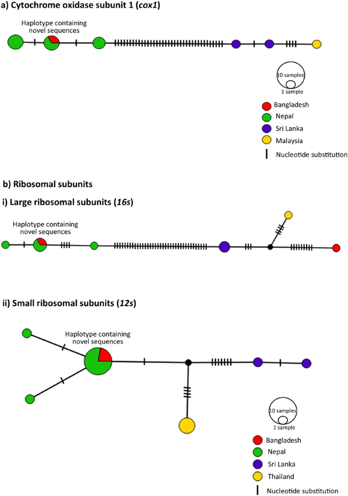 schistosomiasis nepal hpv gardasil reklám