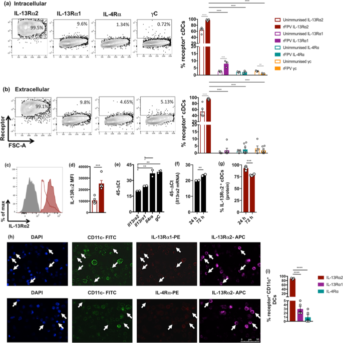 Unique Il 13ra2 Stat3 Mediated Il 13 Regulation Detected In Lung Conventional Dendritic Cells 24 H Post Viral Vector Vaccination Scientific Reports