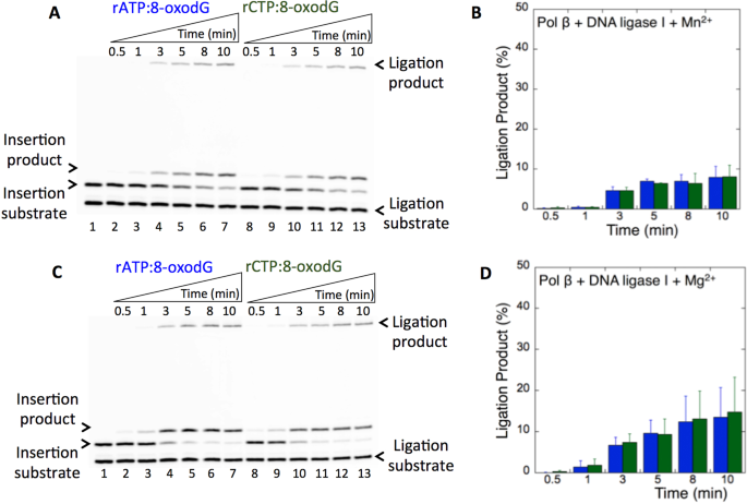Pol M Ribonucleotide Insertion Opposite 8 Oxodg Facilitates The Ligation Of Premutagenic Dna Repair Intermediate Scientific Reports