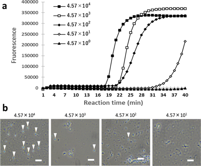 Direct And Sensitive Detection Of A Microsporidian Parasite Of Bumblebees Using Loop Mediated Isothermal Amplification Lamp Scientific Reports
